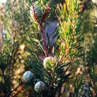 Leucadendron galpinii - 5 Seed Pack - Endemic Shrub Protea Evergreen Cut Flower Fynbos