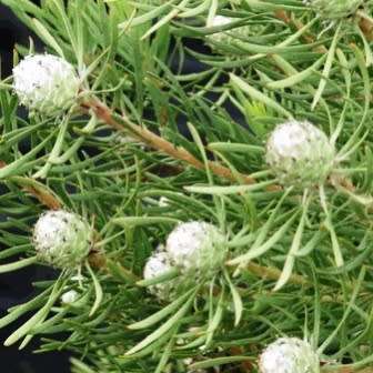 Leucadendron galpinii - 5 Seed Pack - Endemic Shrub Protea Evergreen Cut Flower Fynbos