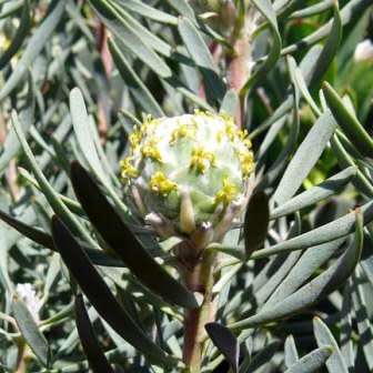 Leucadendron galpinii - 5 Seed Pack - Endemic Shrub Protea Evergreen Cut Flower Fynbos