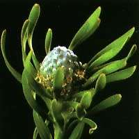 Leucadendron galpinii - 5 Seed Pack - Endemic Shrub Protea Evergreen Cut Flower Fynbos