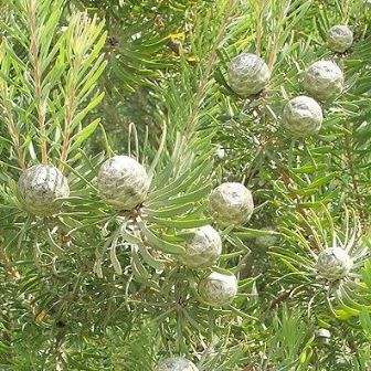 Leucadendron galpinii - 5 Seed Pack - Endemic Shrub Protea Evergreen Cut Flower Fynbos