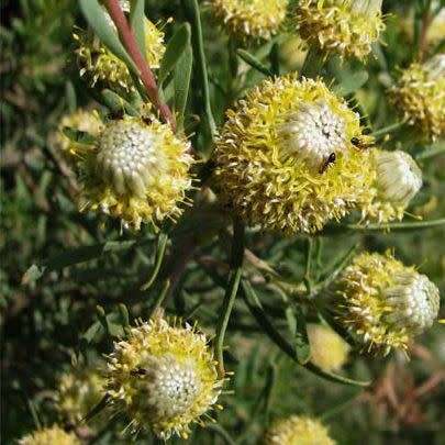 Leucadendron galpinii - 5 Seed Pack - Endemic Shrub Protea Evergreen Cut Flower Fynbos