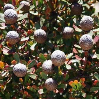 Leucadendron muirii Seeds - Endemic Shrub Protea Evergreen Cut Flower Fynbos