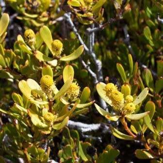Leucadendron muirii Seeds - Endemic Shrub Protea Evergreen Cut Flower Fynbos