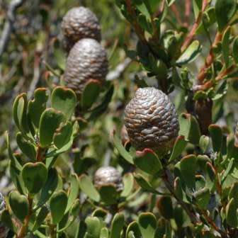 Leucadendron muirii Seeds - Endemic Shrub Protea Evergreen Cut Flower Fynbos