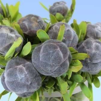 Leucadendron pubescens - 5 Seed Pack - Endemic Shrub Protea Evergreen Cut Flower Fynbos