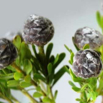 Leucadendron pubescens - 5 Seed Pack - Endemic Shrub Protea Evergreen Cut Flower Fynbos