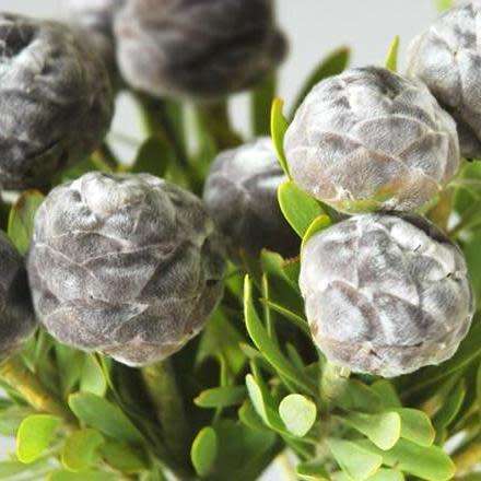 Leucadendron pubescens - 5 Seed Pack - Endemic Shrub Protea Evergreen Cut Flower Fynbos