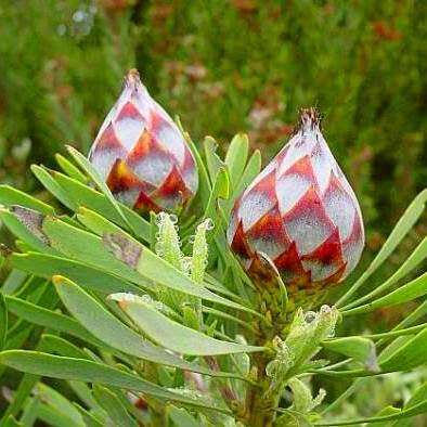 Leucadendron rubrum - 5 Seed Pack - Endemic Shrub Protea Cut Flower Evergreen Fynbos - New