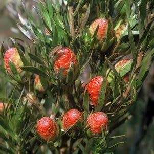 Leucadendron xanthoconus Seeds - Endemic Shrub Protea Evergreen Cut Flower Fynbos