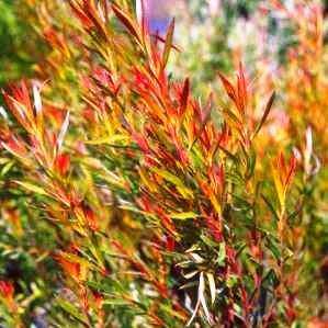 Leucadendron xanthoconus Seeds - Endemic Shrub Protea Evergreen Cut Flower Fynbos