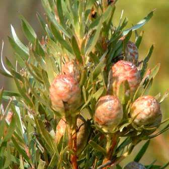 Leucadendron xanthoconus Seeds - Endemic Shrub Protea Evergreen Cut Flower Fynbos