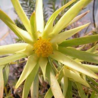 Leucadendron xanthoconus Seeds - Endemic Shrub Protea Evergreen Cut Flower Fynbos