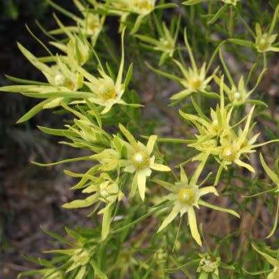 Leucadendron xanthoconus Seeds - Endemic Shrub Protea Evergreen Cut Flower Fynbos