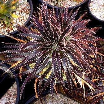 5 Dyckia fosteriana 'Silvertooth Tiger' Seeds - Bromeliad - Exotic Succulent - Combined Shipping