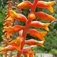 5 Dyckia fosteriana 'Silvertooth Tiger' Seeds - Bromeliad - Exotic Succulent - Combined Shipping