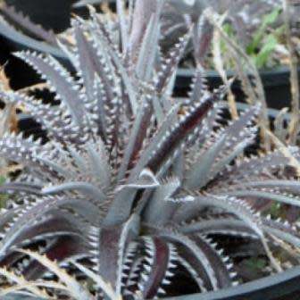 5 Dyckia fosteriana 'Silvertooth Tiger' Seeds - Bromeliad - Exotic Succulent - Combined Shipping