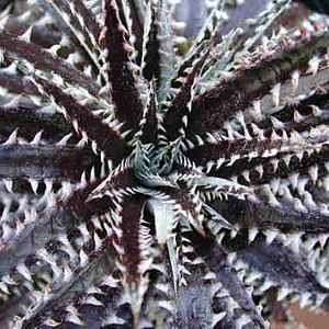 5 Dyckia fosteriana 'Silvertooth Tiger' Seeds - Bromeliad - Exotic Succulent - Combined Shipping