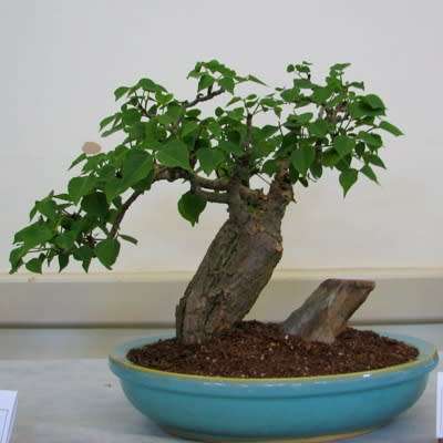 3 Erythrina caffra Bonsai Seeds + eBook - Indigenous Coast Coral Tree - Kuskoraalboom - Combined Del