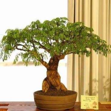 Acacia galpinii Bonsai Seeds + FREE Bonsai eBook - NEW