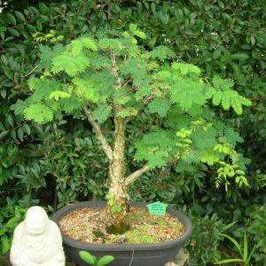 Acacia galpinii Bonsai Seeds + FREE Bonsai eBook - NEW