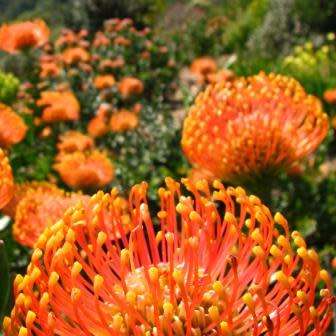 Leucospermum cordifolium Orange 5 Seed Pack - Indigenous Endemic Cut Flower Fynbos Protea Shrub New