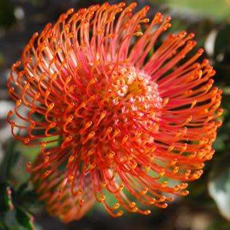Leucospermum cordifolium Orange 5 Seed Pack - Indigenous Endemic Cut Flower Fynbos Protea Shrub New