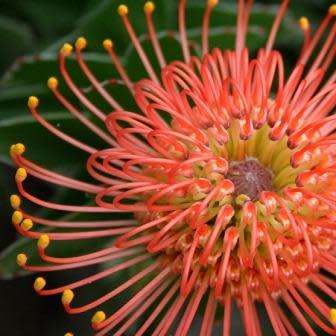 Leucospermum cordifolium Orange 5 Seed Pack - Indigenous Endemic Cut Flower Fynbos Protea Shrub New