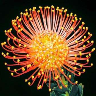 Leucospermum cordifolium Orange 5 Seed Pack - Indigenous Endemic Cut Flower Fynbos Protea Shrub New
