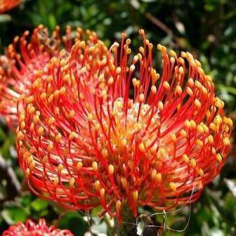Leucospermum cordifolium Orange 5 Seed Pack - Indigenous Endemic Cut Flower Fynbos Protea Shrub New