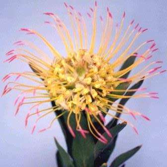 Leucospermum guenzii - 6 Seed Pack - Indigenous Endemic Cut Flower Fynbos Protea Shrub, New