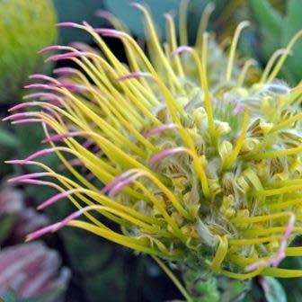 Leucospermum guenzii - 6 Seed Pack - Indigenous Endemic Cut Flower Fynbos Protea Shrub, New