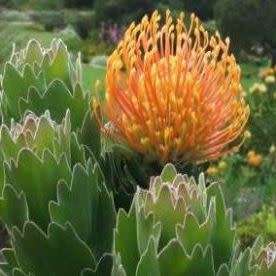 Leucospermum patersonii - 5 Seed Pack - Indigenous Endemic Cut Flower Fynbos Protea Shrub New