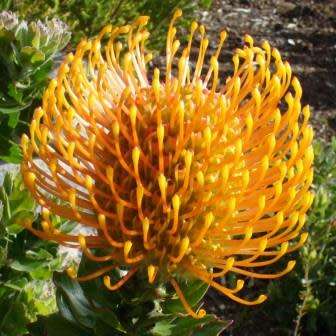 Leucospermum patersonii - 5 Seed Pack - Indigenous Endemic Cut Flower Fynbos Protea Shrub New
