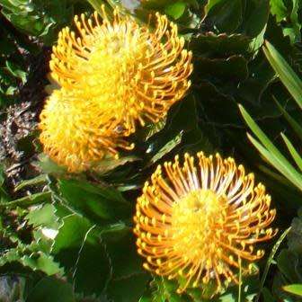 Leucospermum patersonii - 5 Seed Pack - Indigenous Endemic Cut Flower Fynbos Protea Shrub New