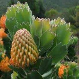 Leucospermum patersonii - 5 Seed Pack - Indigenous Endemic Cut Flower Fynbos Protea Shrub New
