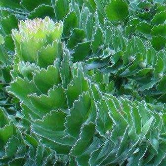 Leucospermum patersonii - 5 Seed Pack - Indigenous Endemic Cut Flower Fynbos Protea Shrub New