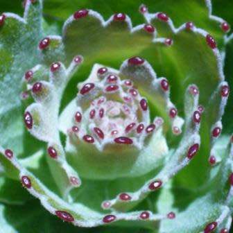 Leucospermum patersonii - 5 Seed Pack - Indigenous Endemic Cut Flower Fynbos Protea Shrub New