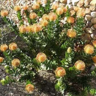 Leucospermum patersonii - 5 Seed Pack - Indigenous Endemic Cut Flower Fynbos Protea Shrub New