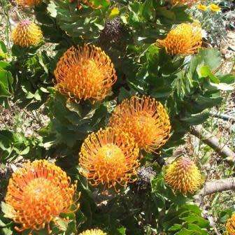 Leucospermum patersonii - 5 Seed Pack - Indigenous Endemic Cut Flower Fynbos Protea Shrub New