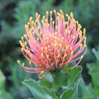 Leucospermum patersonii - 5 Seed Pack - Indigenous Endemic Cut Flower Fynbos Protea Shrub New