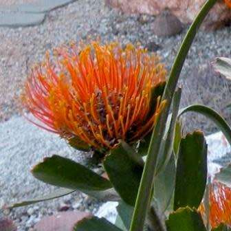 Leucospermum praecox Seeds - Indigenous Endemic Cut Flower Fynbos Protea Shrub New