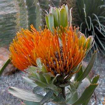 Leucospermum praecox Seeds - Indigenous Endemic Cut Flower Fynbos Protea Shrub New