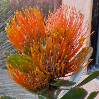 Leucospermum praecox Seeds - Indigenous Endemic Cut Flower Fynbos Protea Shrub New
