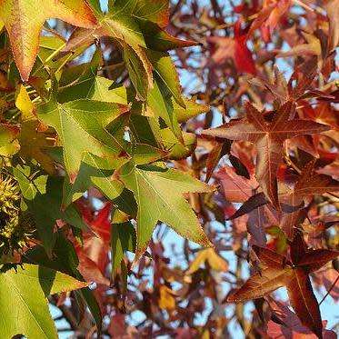 Liquidambar styraciflua - 10+ Seeds - American Sweetgum Tree Tree or Shrub, NEW