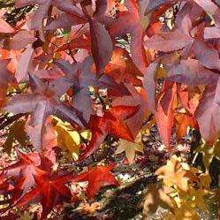 Liquidambar styraciflua - 10+ Seeds - American Sweetgum Tree Tree or Shrub, NEW