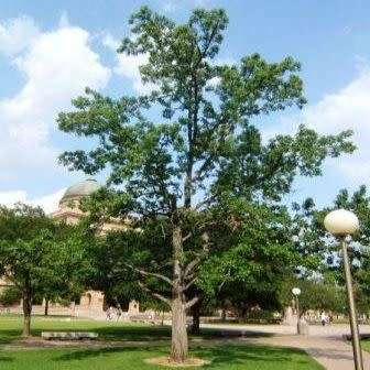 Liquidambar styraciflua - 10+ Seeds - American Sweetgum Tree Tree or Shrub, NEW