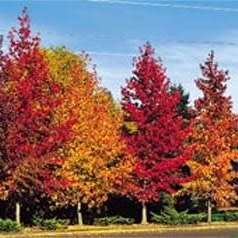 Liquidambar styraciflua - 10+ Seeds - American Sweetgum Tree Tree or Shrub, NEW