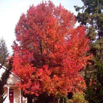 Liquidambar styraciflua - 10+ Seeds - American Sweetgum Tree Tree or Shrub, NEW