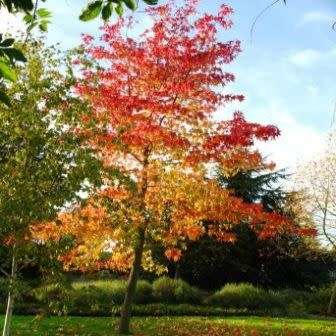 Liquidambar styraciflua - 10+ Seeds - American Sweetgum Tree Tree or Shrub, NEW
